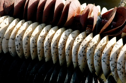 Captage huîtres sur coupelles - © CRC Pays de la Loire