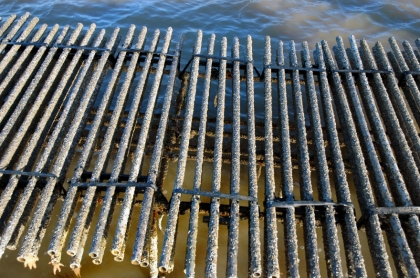 Captage huîtres sur tubes - © CRC Pays de la Loire